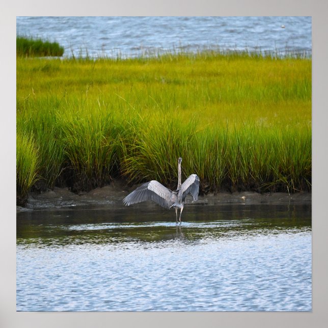 Great Blue Heron Spreading Wings Poster (Front)