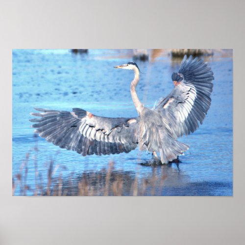 Great Blue Heron Spreading Wings Poster