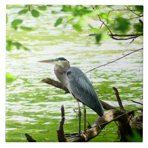 Great Blue Heron spring river forest nature Ceramic Tile