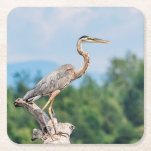 Great Blue Heron Square Paper Coaster