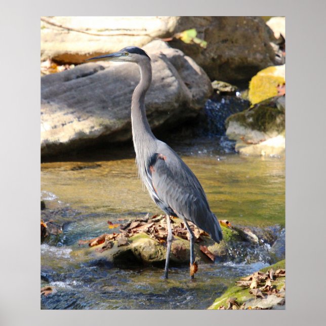 Great Blue Heron standing in creek photo Poster (Front)