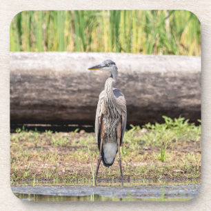 Great Blue Heron standing in Lake Champlain Beverage Coaster