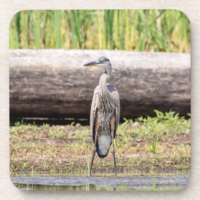 Great Blue Heron standing in Lake Champlain Beverage Coaster (Front)