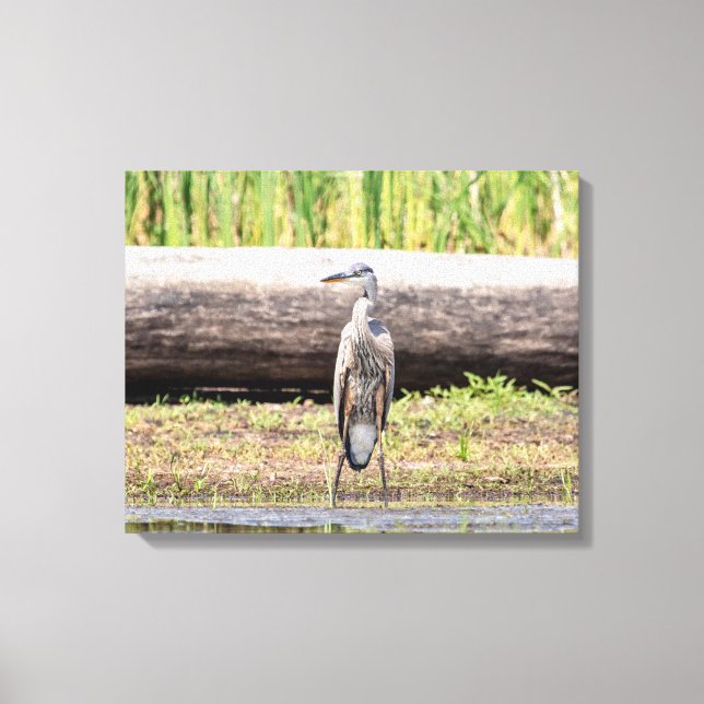 Great Blue Heron standing in Lake Champlain Canvas Print (Front)