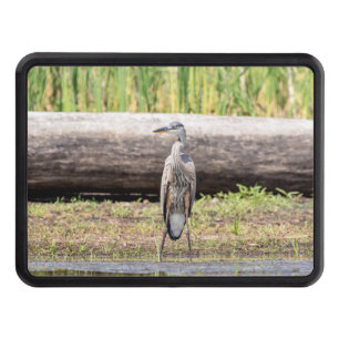 Great Blue Heron standing in Lake Champlain Hitch Cover