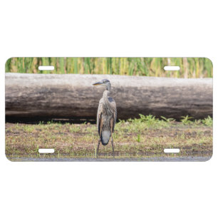 Great Blue Heron standing in Lake Champlain License Plate