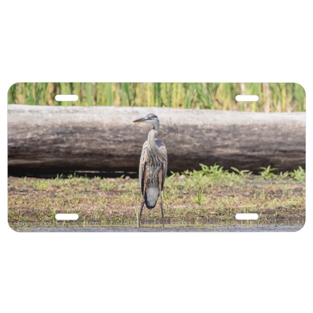 Great Blue Heron standing in Lake Champlain License Plate (Front)