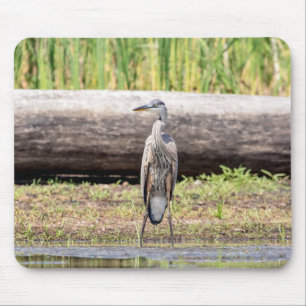 Great Blue Heron standing in Lake Champlain Mouse Pad