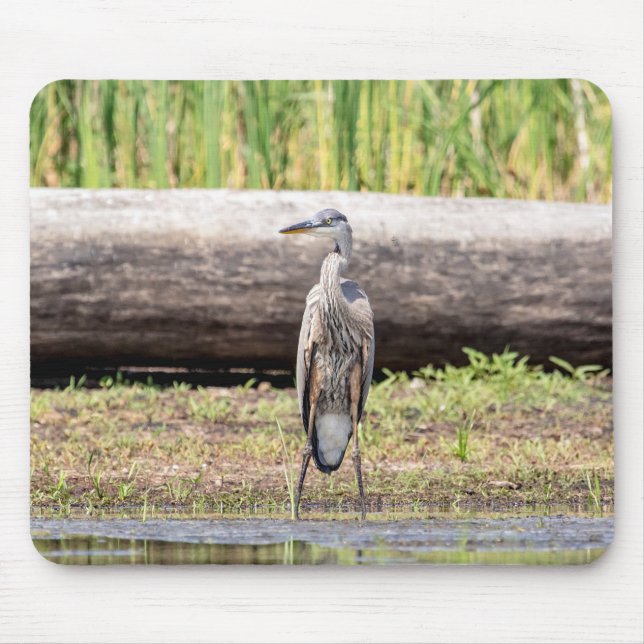 Great Blue Heron standing in Lake Champlain Mouse Pad (Front)