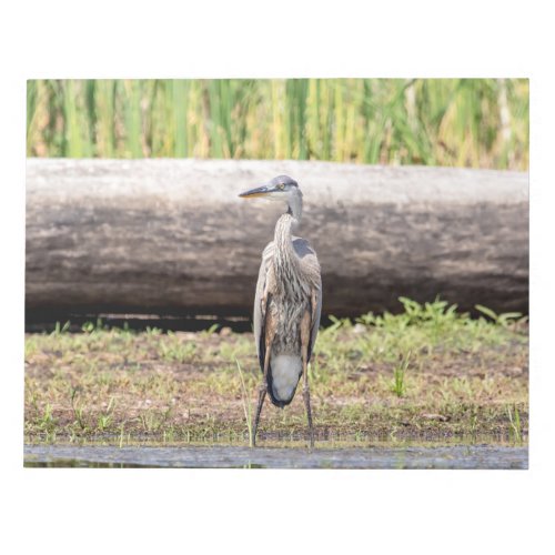 Great Blue Heron standing in Lake Champlain Notepad