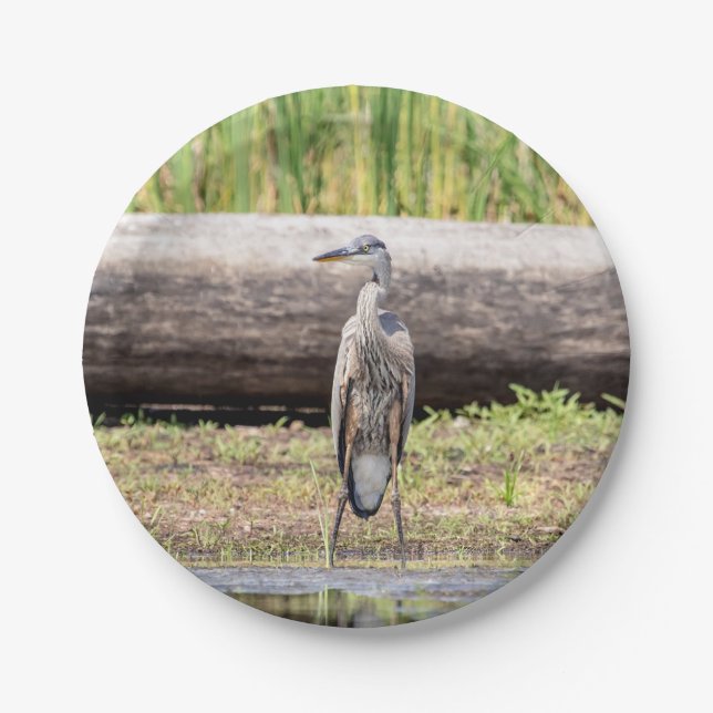 Great Blue Heron standing in Lake Champlain Paper Plates (Front)