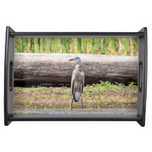 Great Blue Heron standing in Lake Champlain Serving Tray