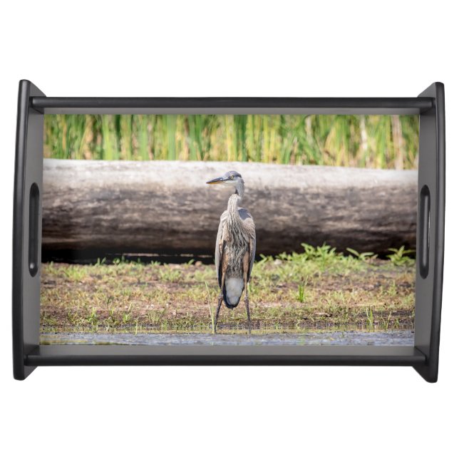 Great Blue Heron standing in Lake Champlain Serving Tray (Front)