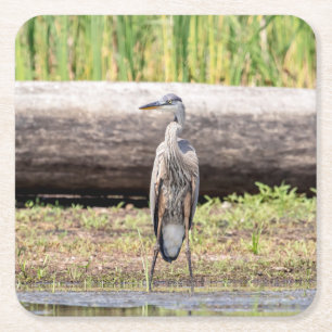 Great Blue Heron standing in Lake Champlain Square Paper Coaster