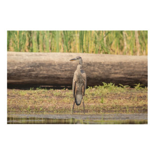 Great Blue Heron standing in Lake Champlain Wood Wall Art