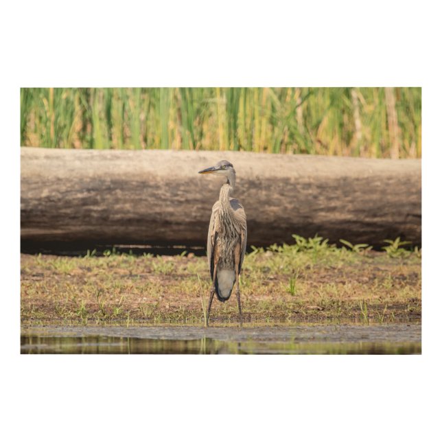 Great Blue Heron standing in Lake Champlain Wood Wall Art (Front)