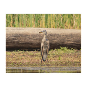 Great Blue Heron standing in Lake Champlain Wood Wall Art