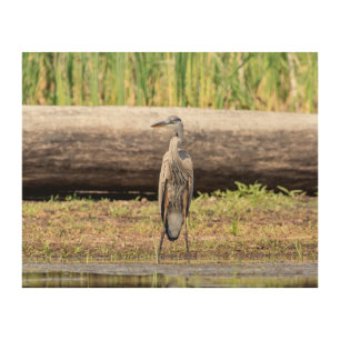 Great Blue Heron standing in Lake Champlain Wood Wall Art