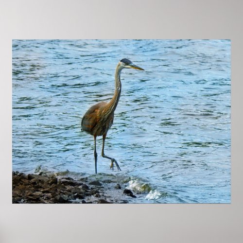 Great Blue Heron Standing in the Water  Poster