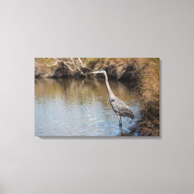 Great Blue Heron Standing in Water Canvas Print (Front)