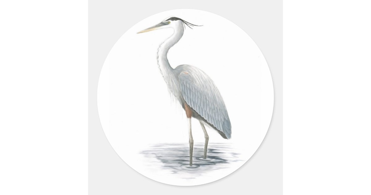 Great Blue Heron Sticker Zazzle