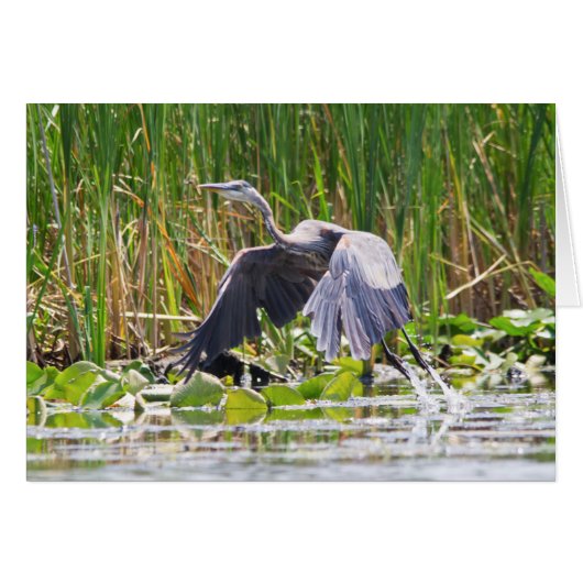 Great Blue Heron taking off Cards (Front Horizontal)