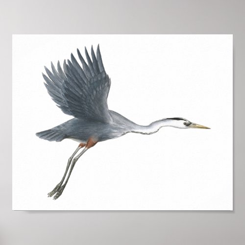 Great Blue Heron Taking Off Fine Art Print
