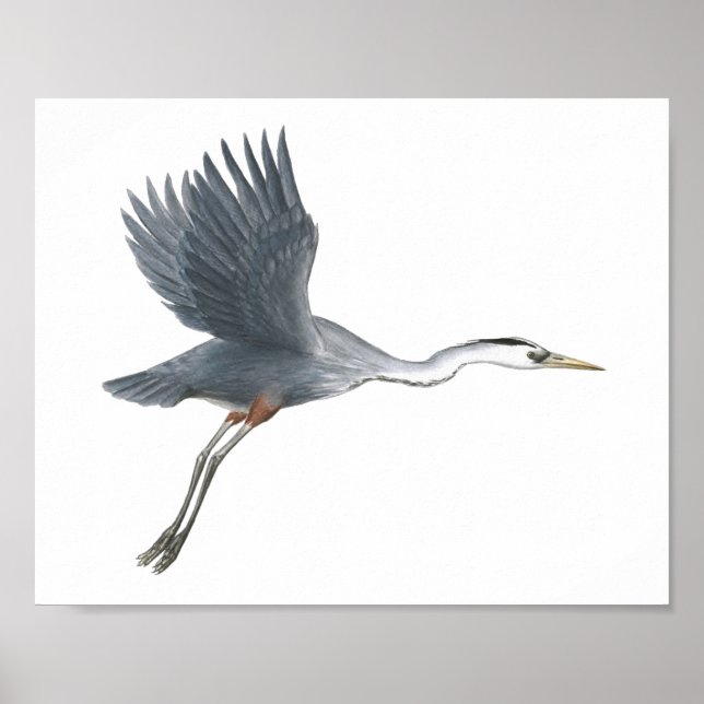 Great Blue Heron Taking Off Fine Art Print (Front)