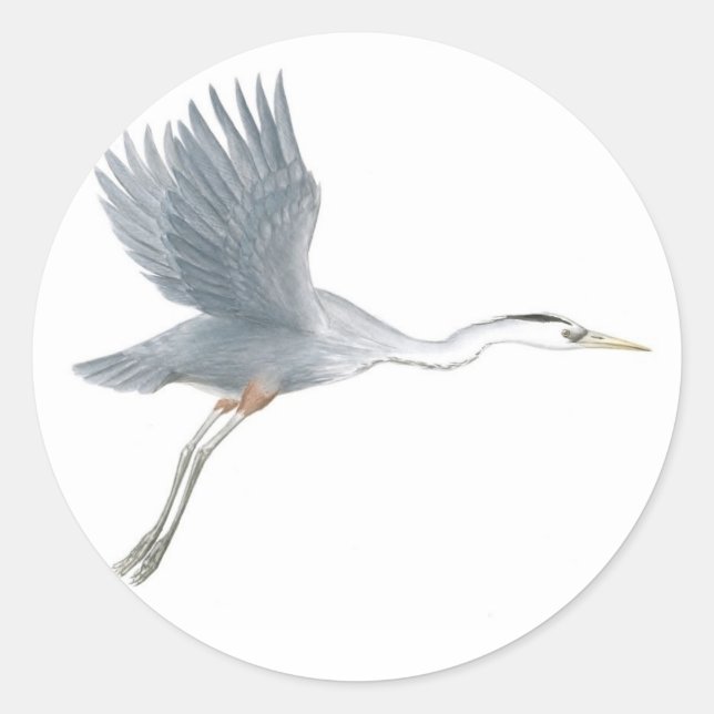 Great Blue Heron Taking Off Sticker (Front)