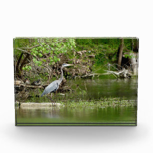 Great Blue Heron Tennessee river wildlife nature Photo Block