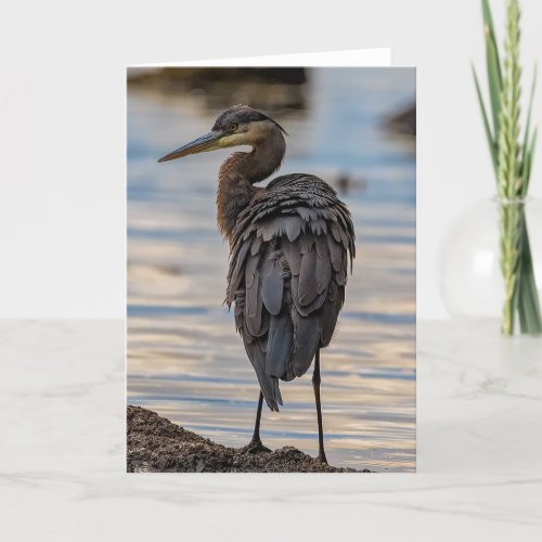 Great Blue Heron Thank You Card