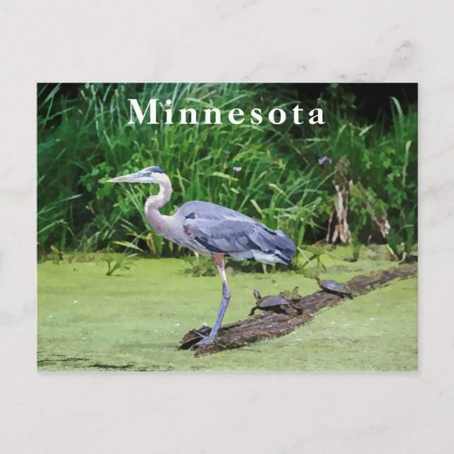 Great Blue Heron Turtles Green Lake Postcard (Front)