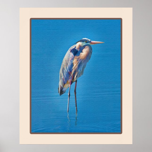 Great Blue Heron Wading at the Pond Poster (Front)