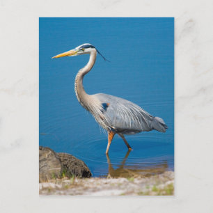 Great Blue Heron Wading Postcard