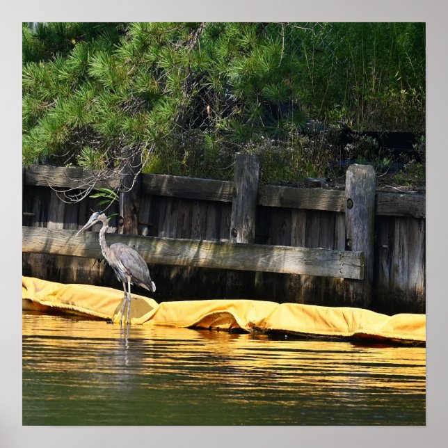 Great Blue Heron Waiting Poster (Front)