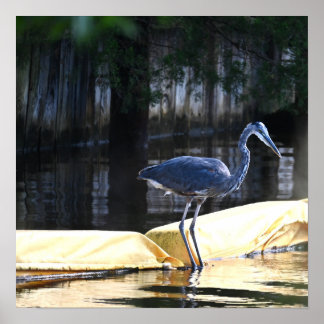 Great Blue Heron Waiting Poster