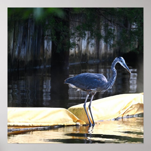 Great Blue Heron Waiting Poster (Front)