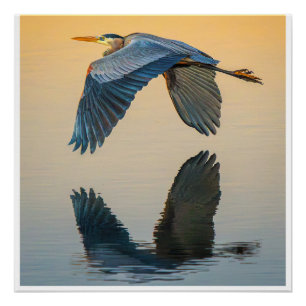 Great Blue Heron Wall Art   Elegant Bird Poster
