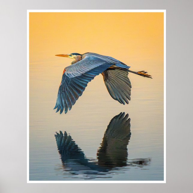 Great Blue Heron Wall Art | Reflection Bird Print (Front)