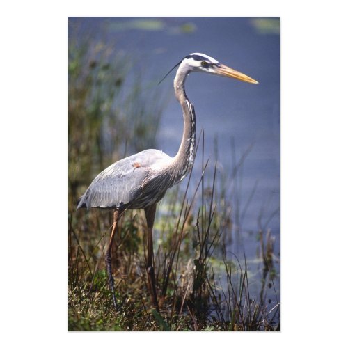 Great Blue Heron water bird found throughout Photo Print