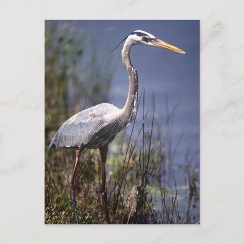 Great Blue Heron water bird found throughout Postcard