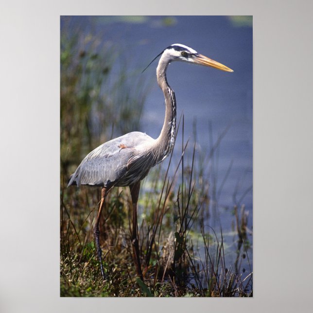 Great Blue Heron water bird Poster (Front)