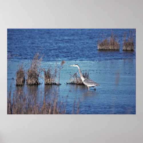 Great Blue Heron Waterscape Poster