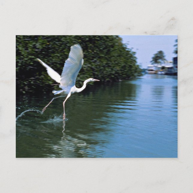 Great blue heron (white phase), Key Largo, Florida Postcard (Front)