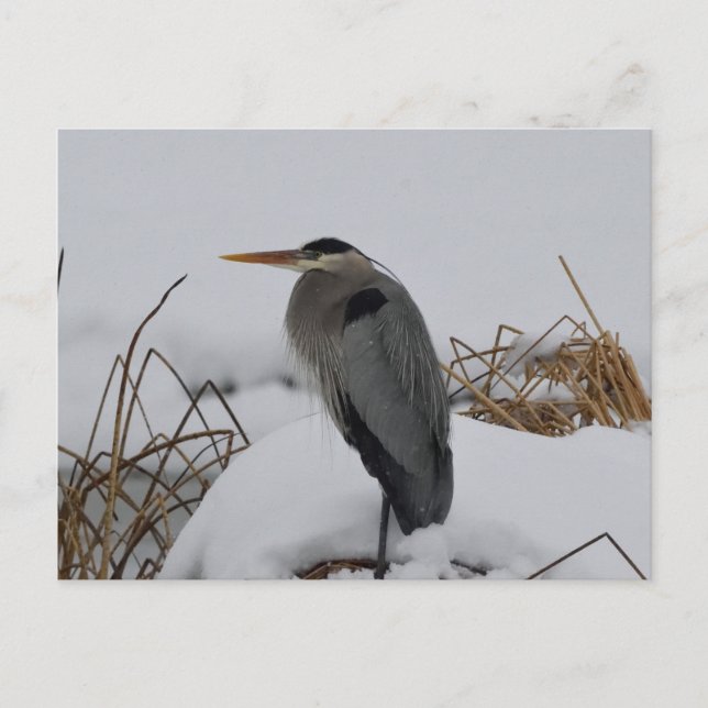Great Blue Heron winter Postcard (Front)