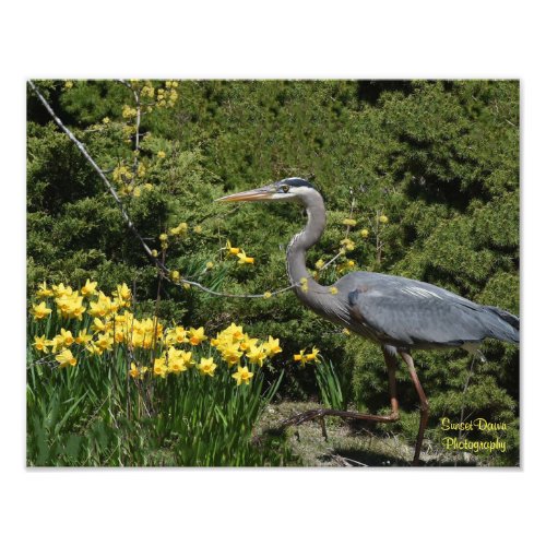 Great Blue Heron with Daffodals  Photo Print