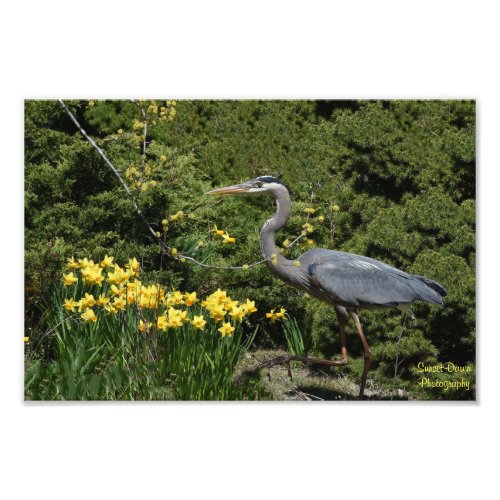 Great Blue Heron with Daffodals  Photo Print