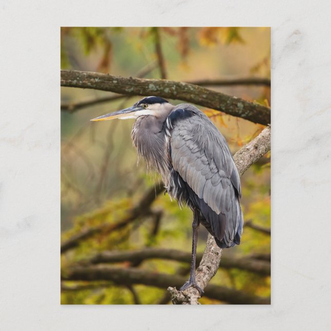 Great Blue Heron with Fall Colors Postcard (Front)