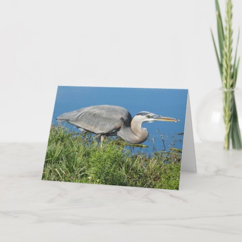 Great Blue Heron with Fish 1 Greeting Card