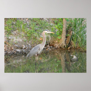 Great Blue Heron Woodland Poster